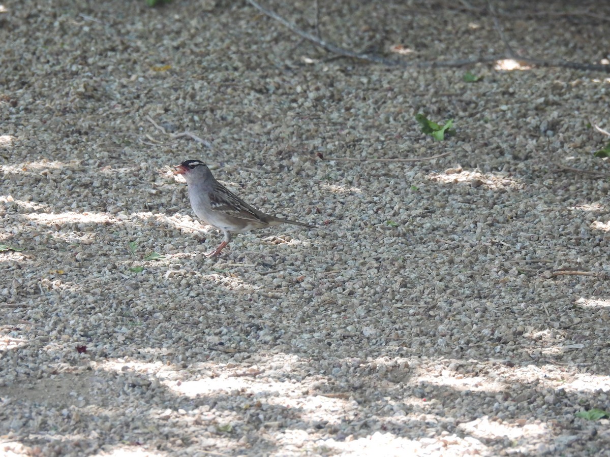 White-crowned Sparrow - ML234338401