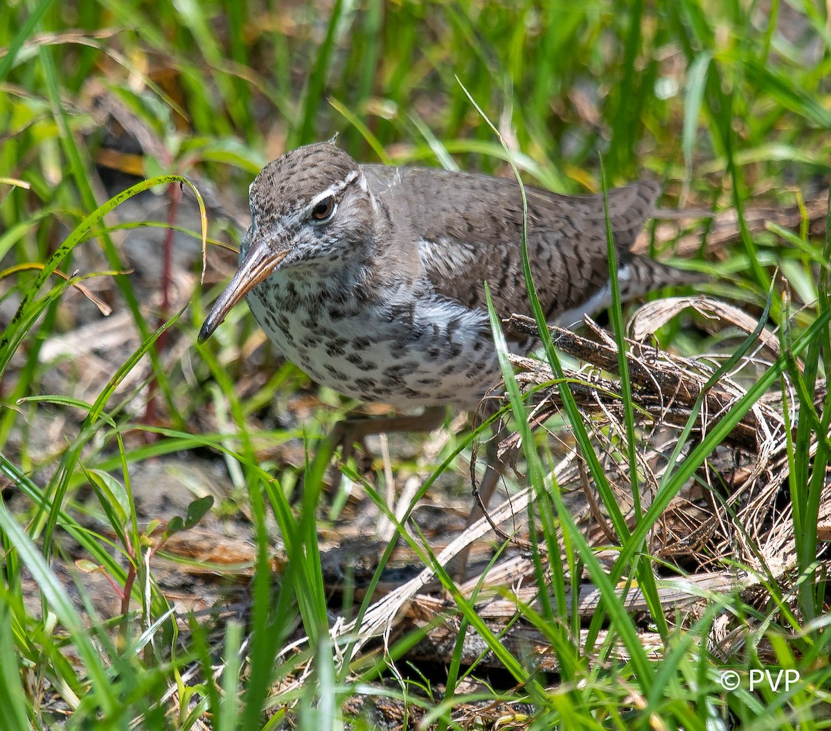 Spotted Sandpiper - Paul Peed