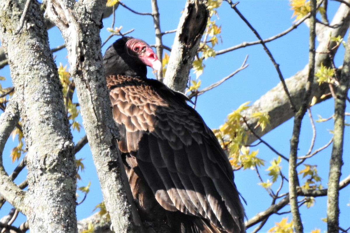 Turkey Vulture - Barbara Clise