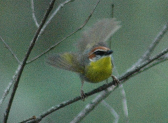 Rufous-capped Warbler - ML23434601