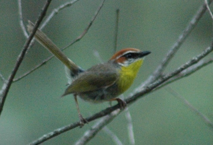 Rufous-capped Warbler - ML23434611
