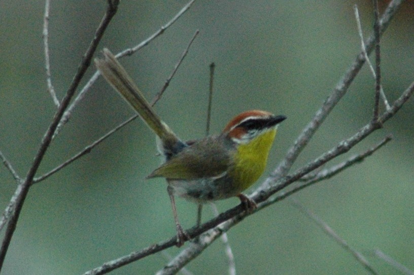 Rufous-capped Warbler - ML23434621