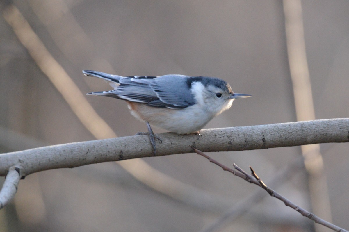White-breasted Nuthatch - ML23434921