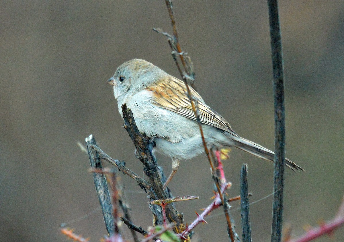 Black-chinned Sparrow - Daniel Murphy