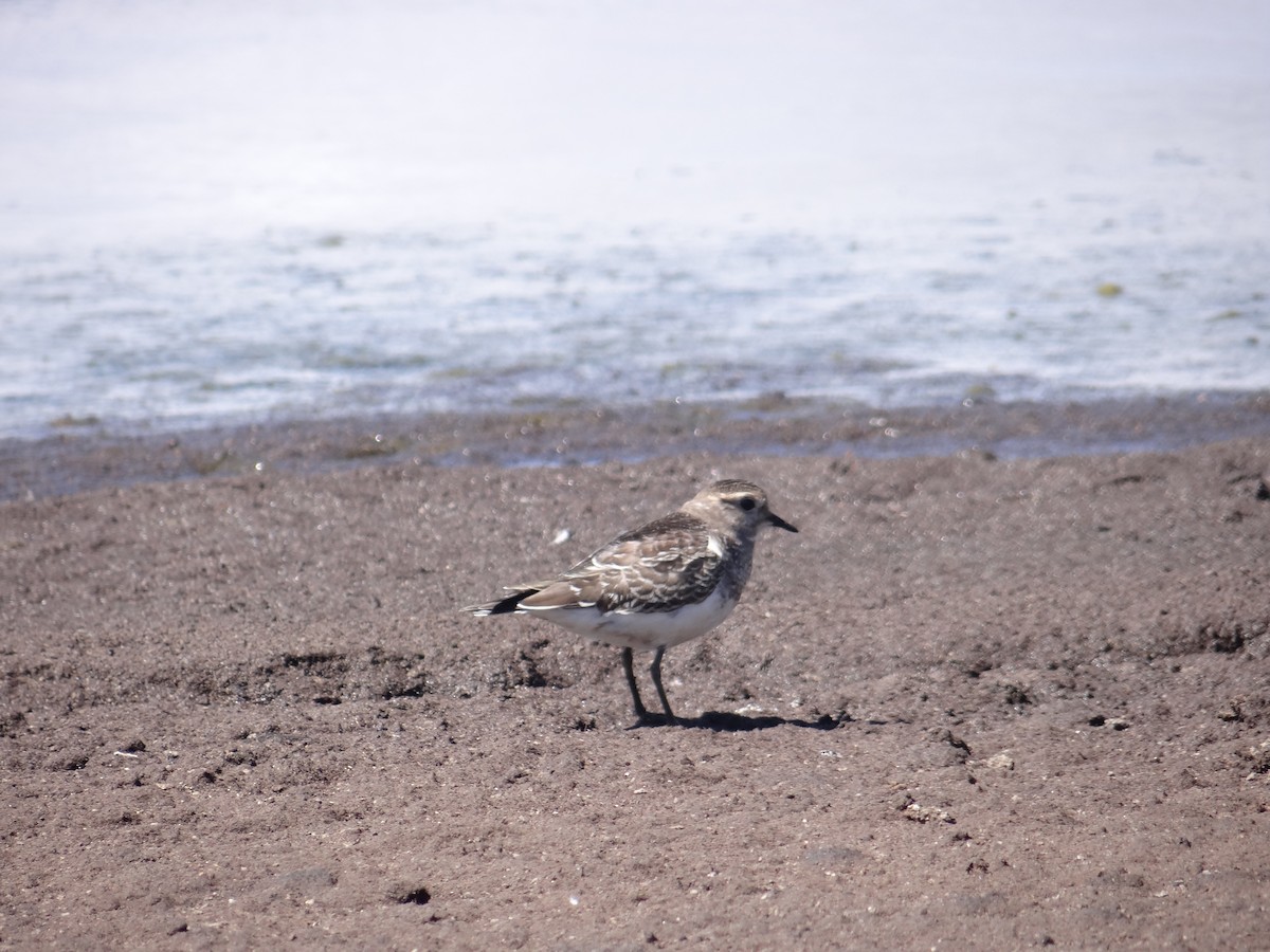 Rufous-chested Dotterel - ML234357181