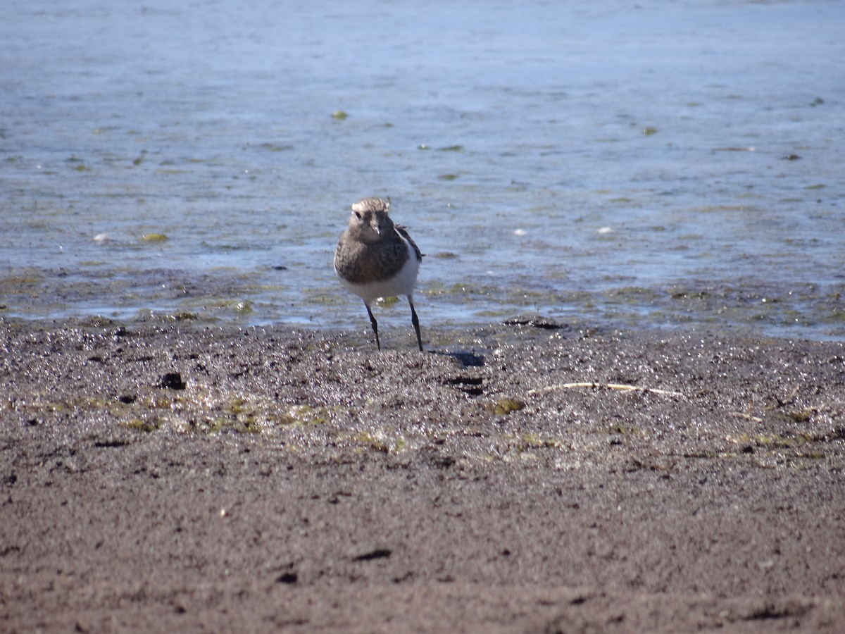 Rufous-chested Dotterel - ML234357191