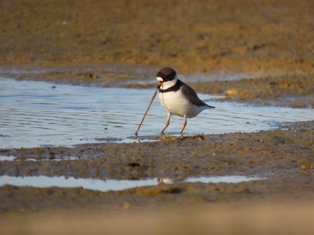 Semipalmated Plover - ML234359181