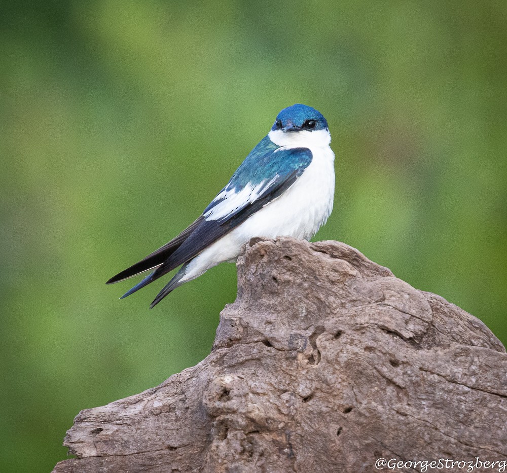 White-winged Swallow - George Strozberg