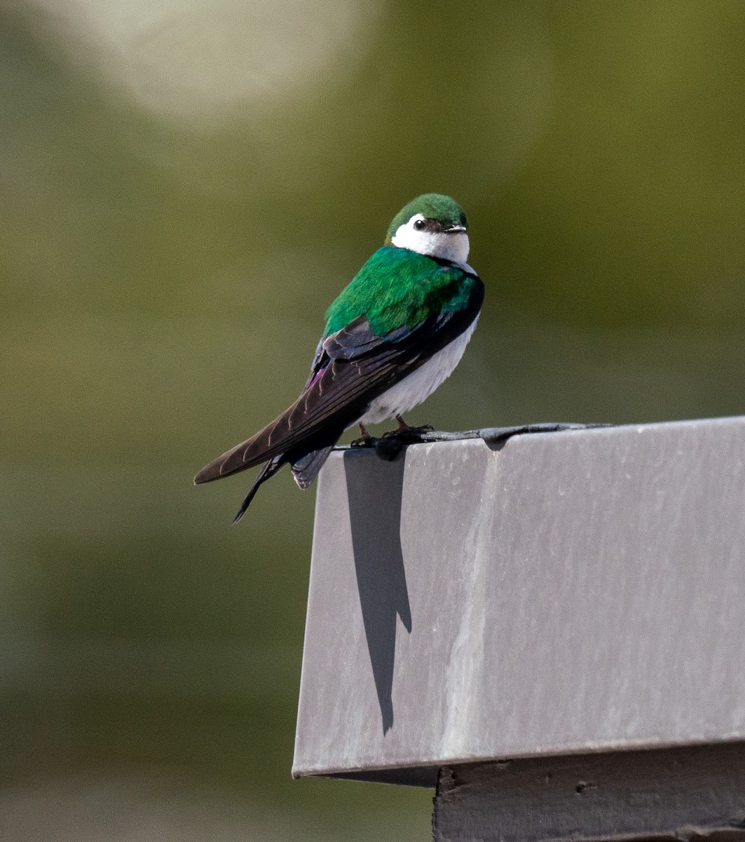 Violet-green Swallow - Douglas  Denys