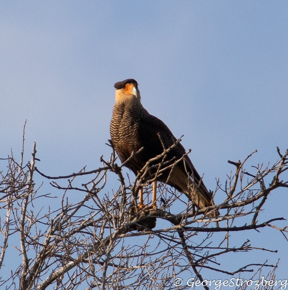 Crested Caracara (Southern) - ML234361771