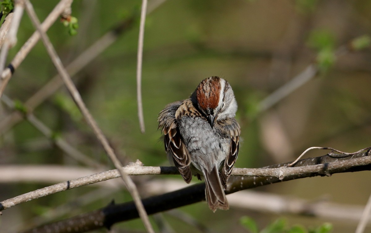 Chipping Sparrow - ML234363961