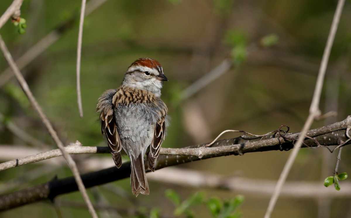 Chipping Sparrow - ML234363991