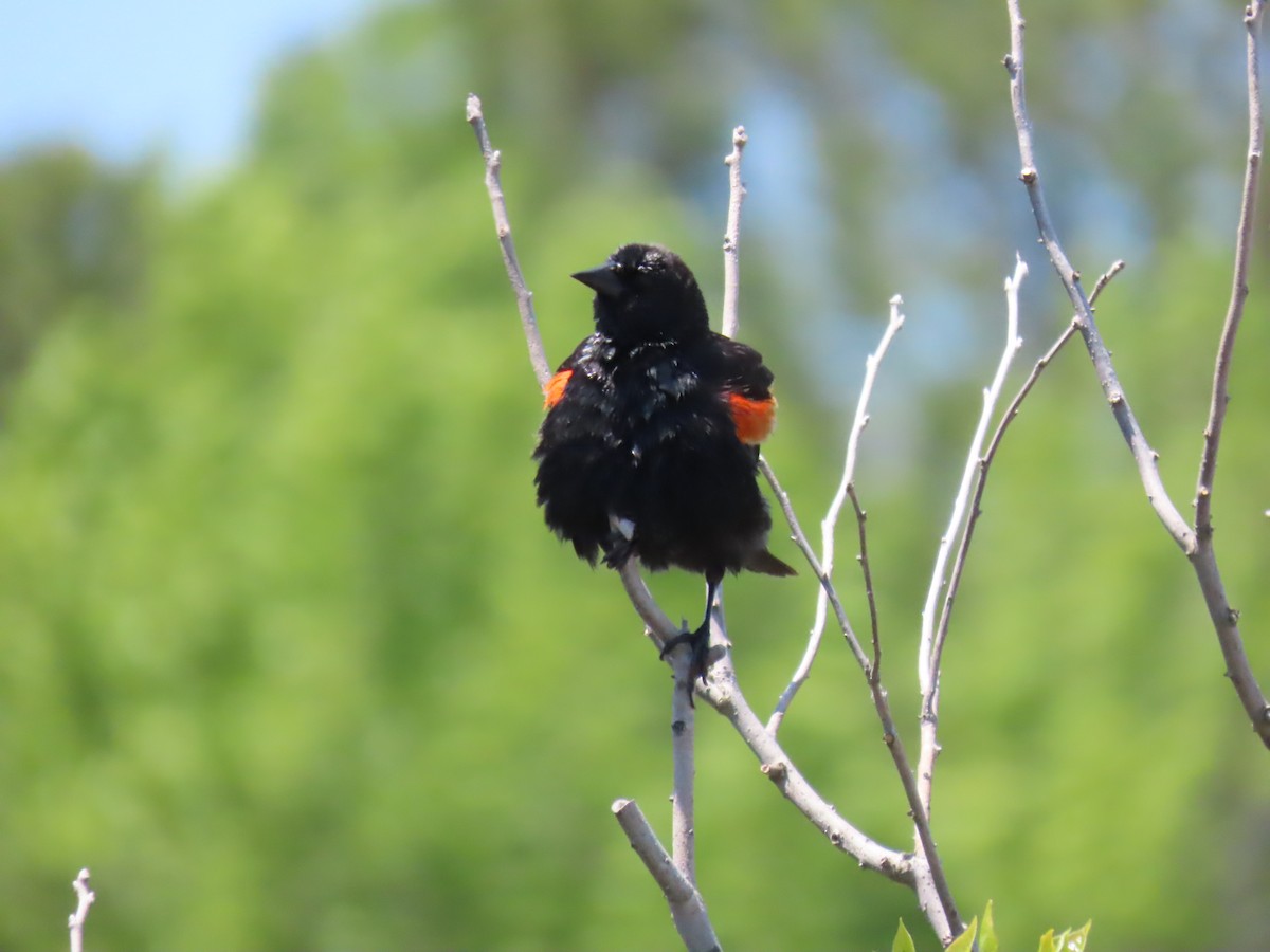 Red-winged Blackbird - Scott Clark