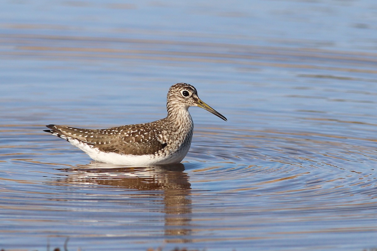 Solitary Sandpiper - Andy Wilson