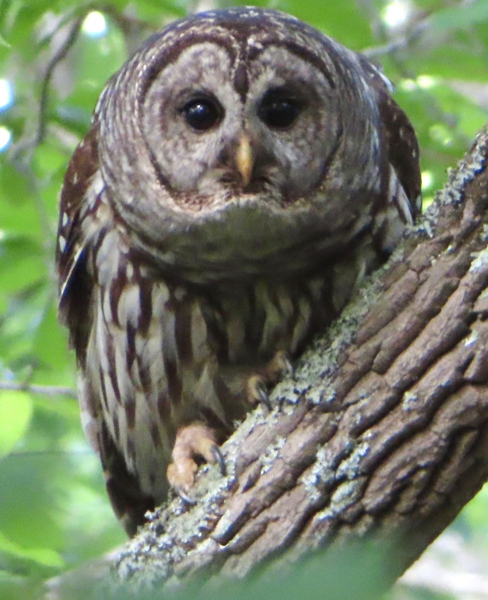 Barred Owl - Steve and Nancy Schecter