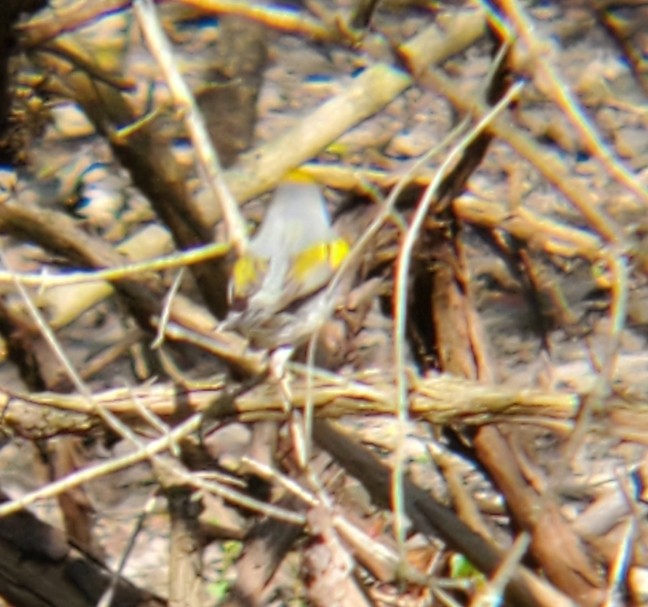 Golden-winged Warbler - ML234371711
