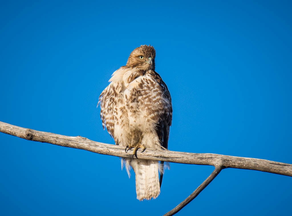 Red-tailed Hawk - ML234376181