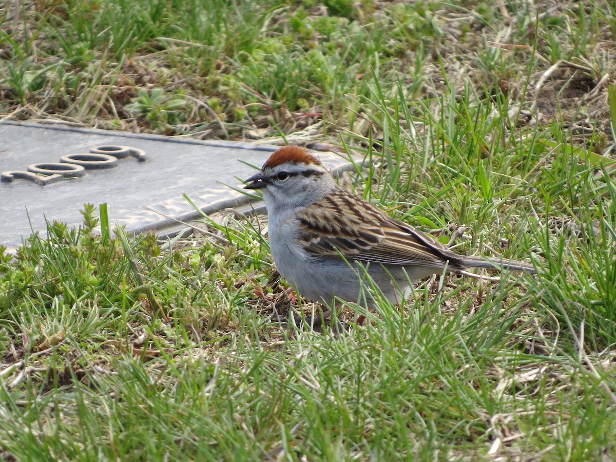 Chipping Sparrow - ML234377421