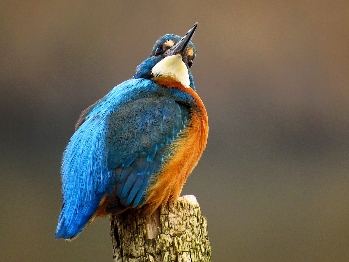 Common Kingfisher - Luka Hercigonja