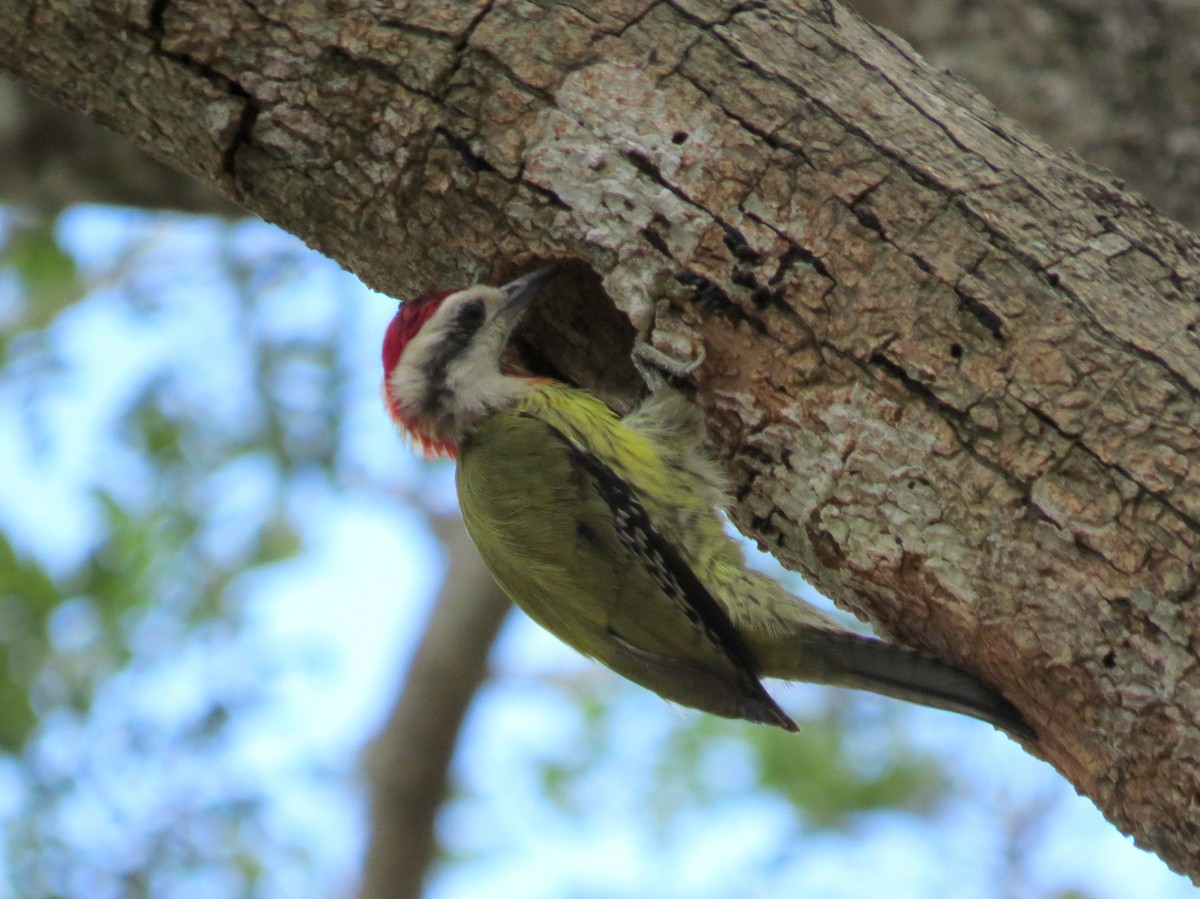 Cuban Green Woodpecker - Ann Truesdale