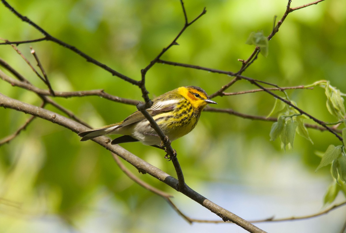 Cape May Warbler - ML234378511