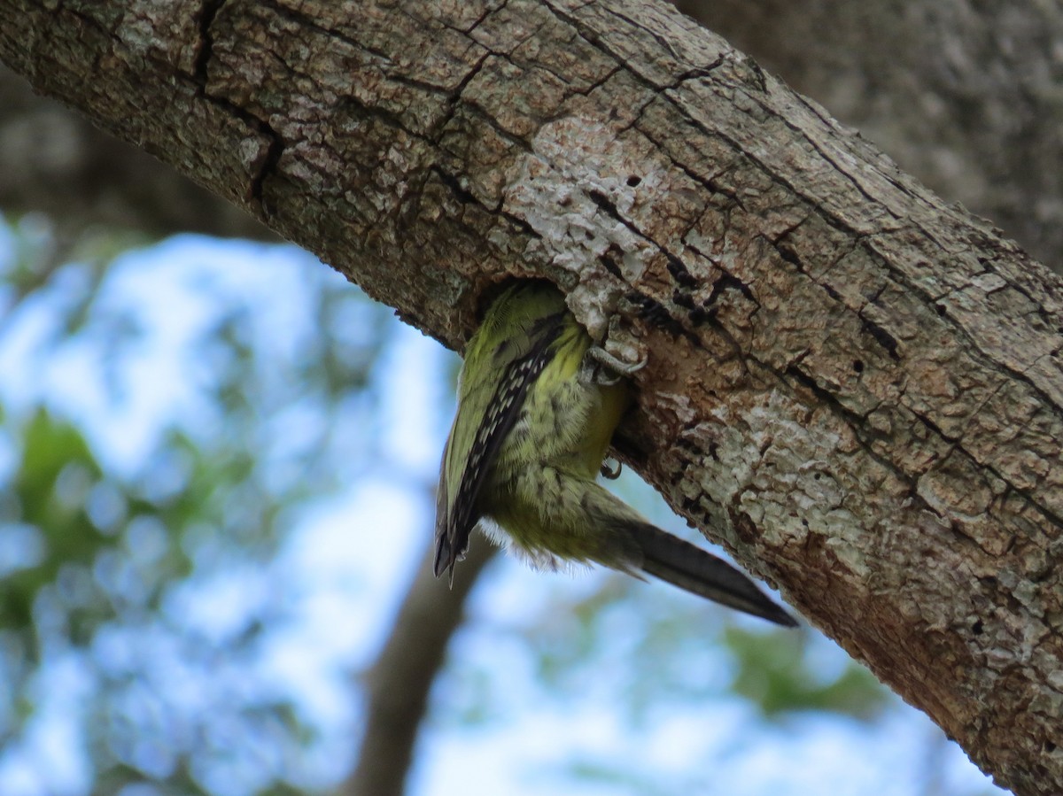 Cuban Green Woodpecker - ML234378521