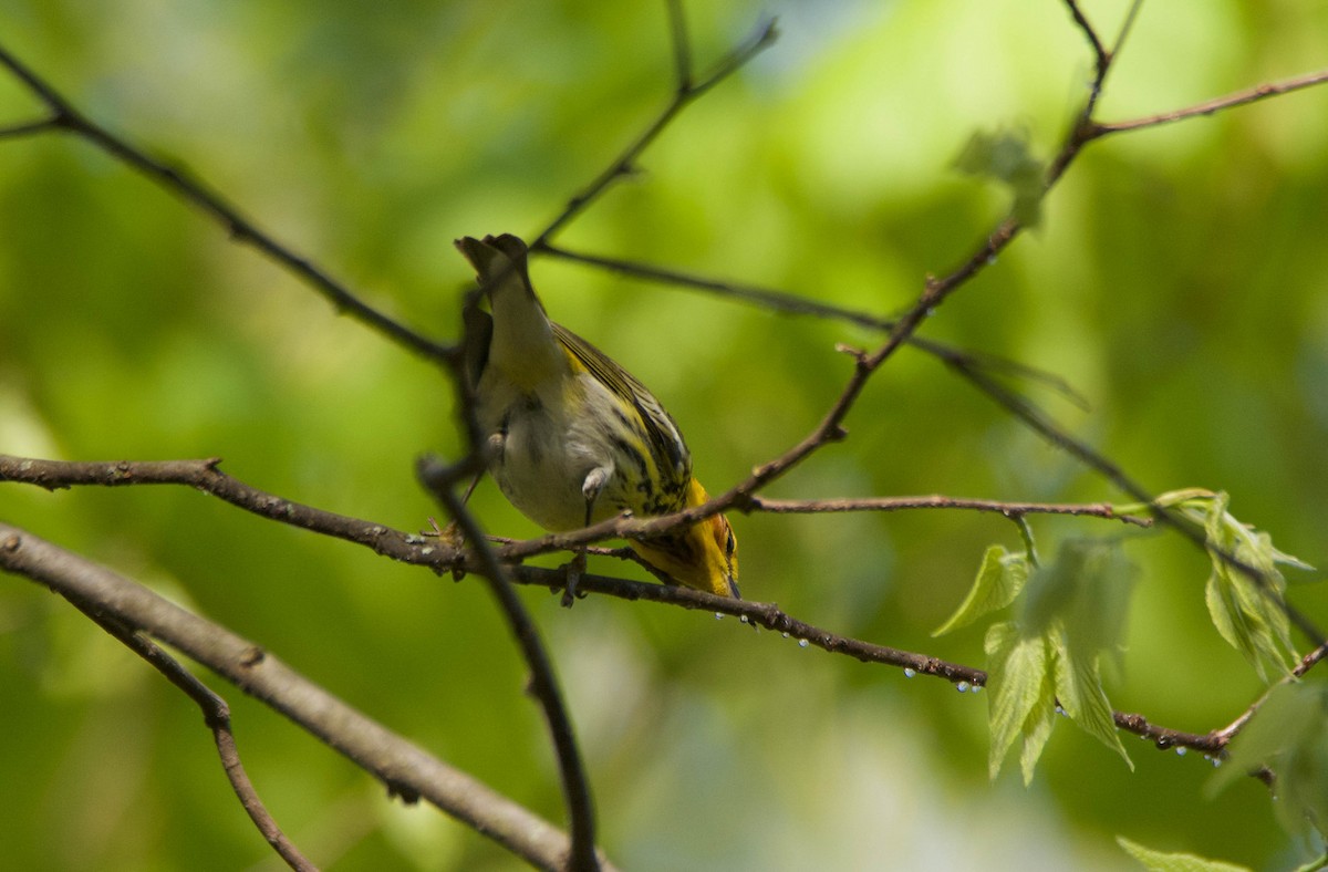 Cape May Warbler - ML234378551