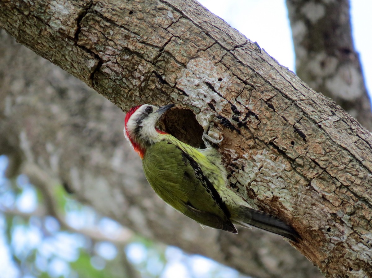 Cuban Green Woodpecker - Ann Truesdale