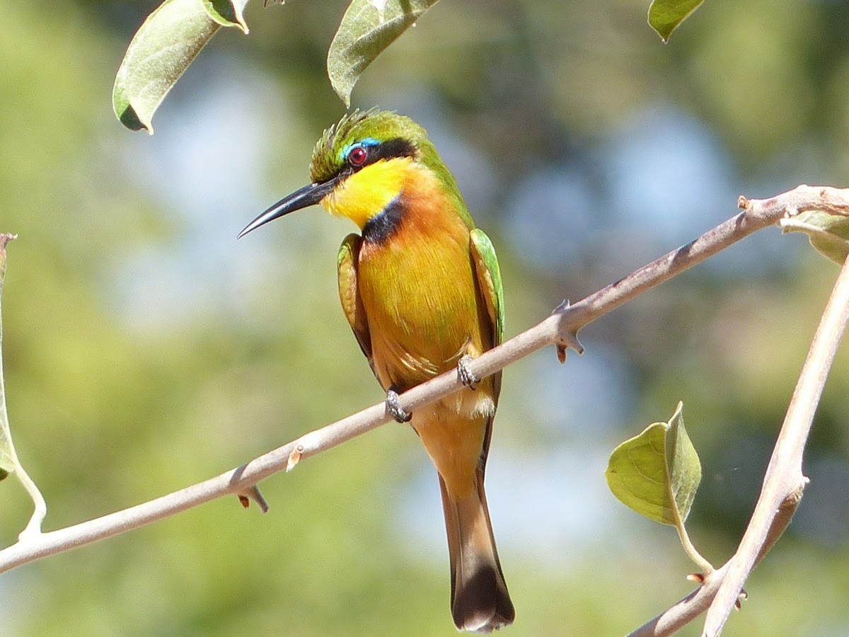 Little Bee-eater - Andy Frank
