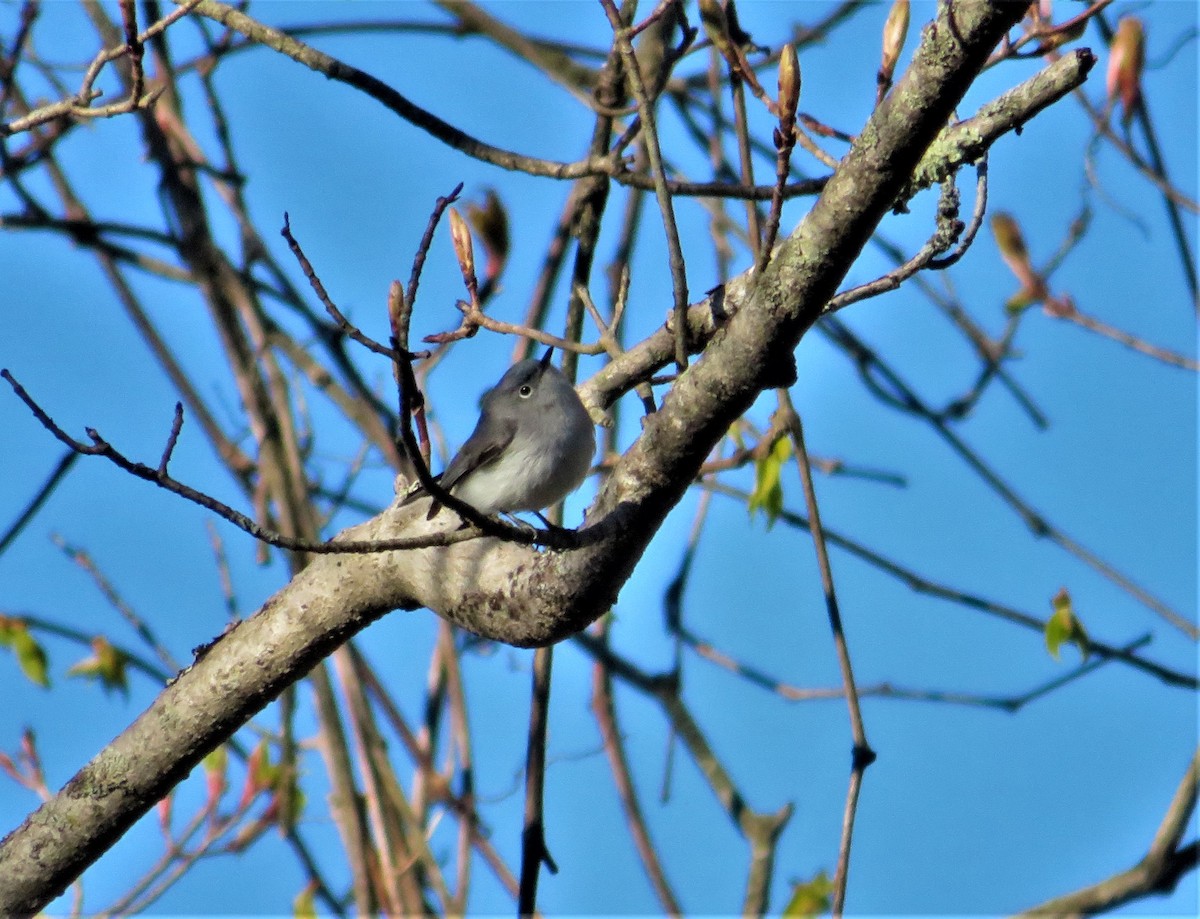 Blue-gray Gnatcatcher - Kevin Topping