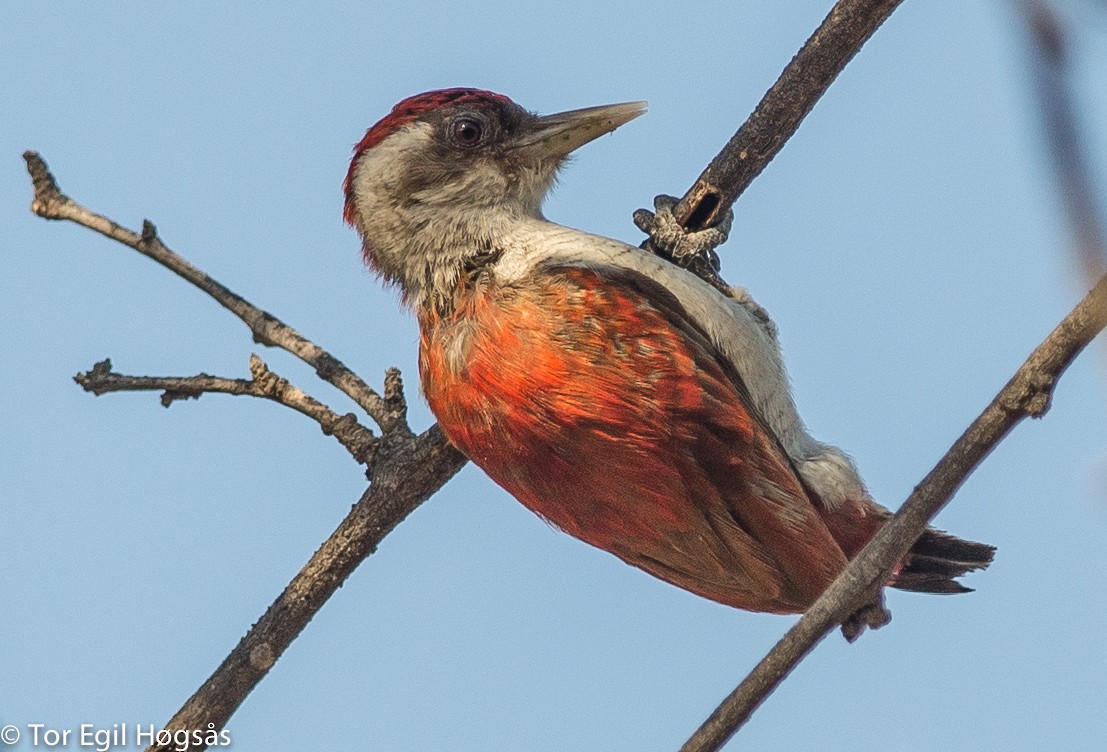 Scarlet-backed Woodpecker - Tor Egil Høgsås