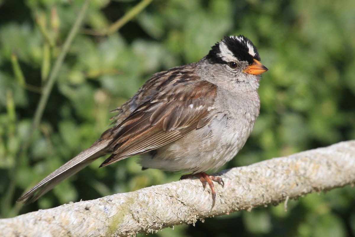 White-crowned Sparrow - ML234383941