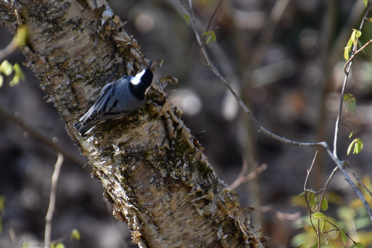 White-breasted Nuthatch - Jim Morris