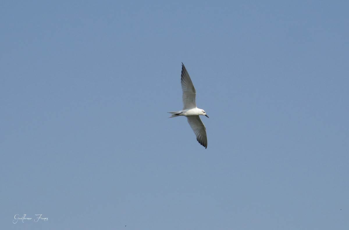 Gull-billed Tern - Guillermo Funes
