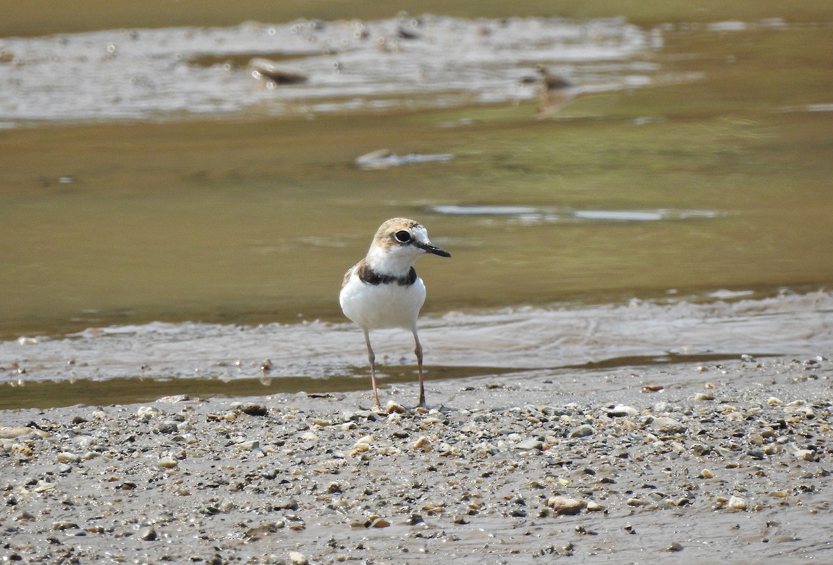 Collared Plover - ML234399501