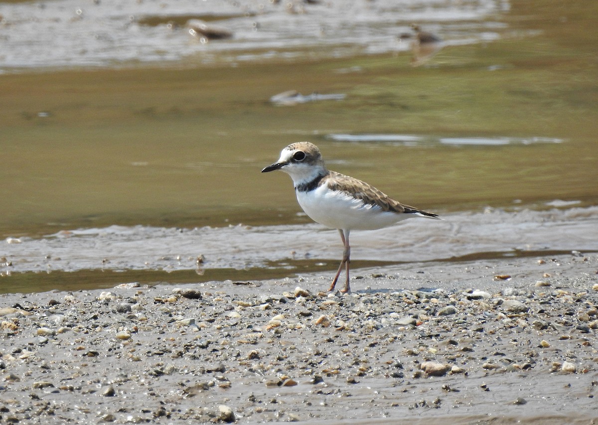 Collared Plover - ML234399581