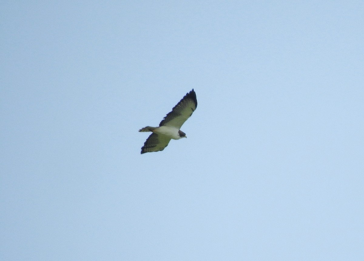 Short-tailed Hawk - Anonymous