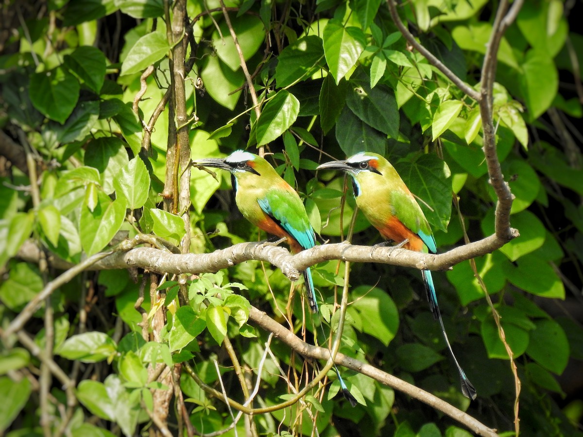 Turquoise-browed Motmot - Anonymous