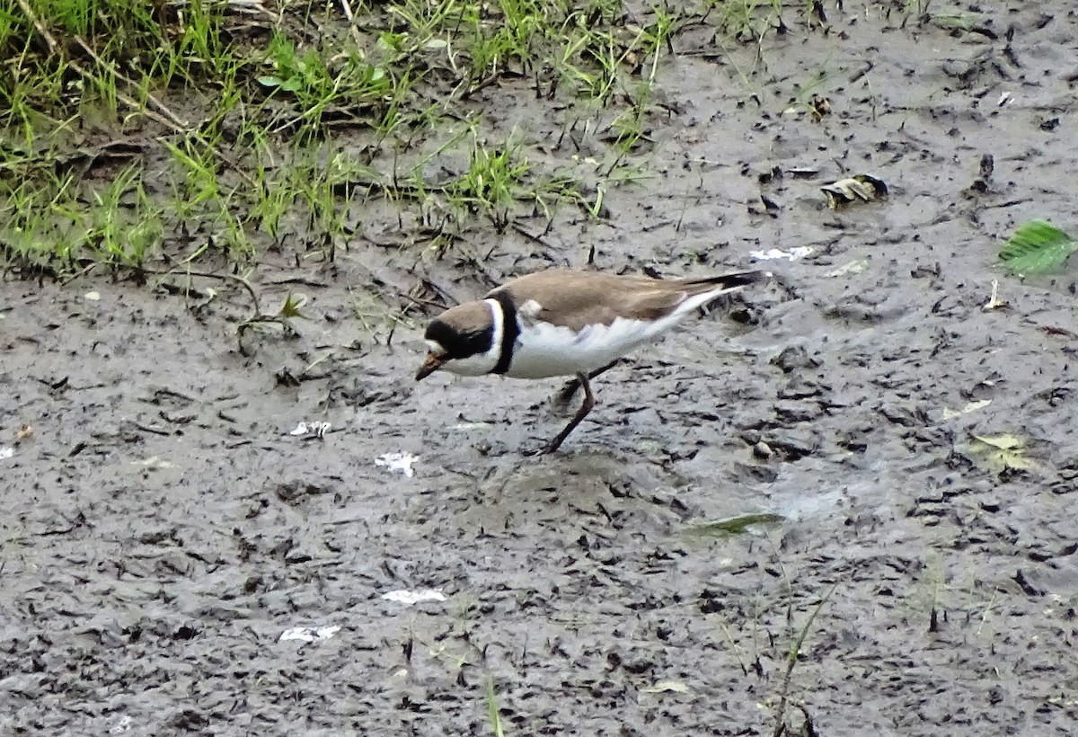 Semipalmated Plover - ML234410121