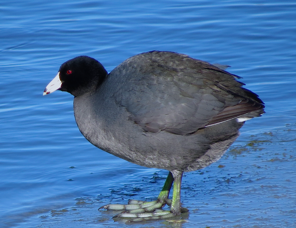 American Coot (Red-shielded) - ML23441351