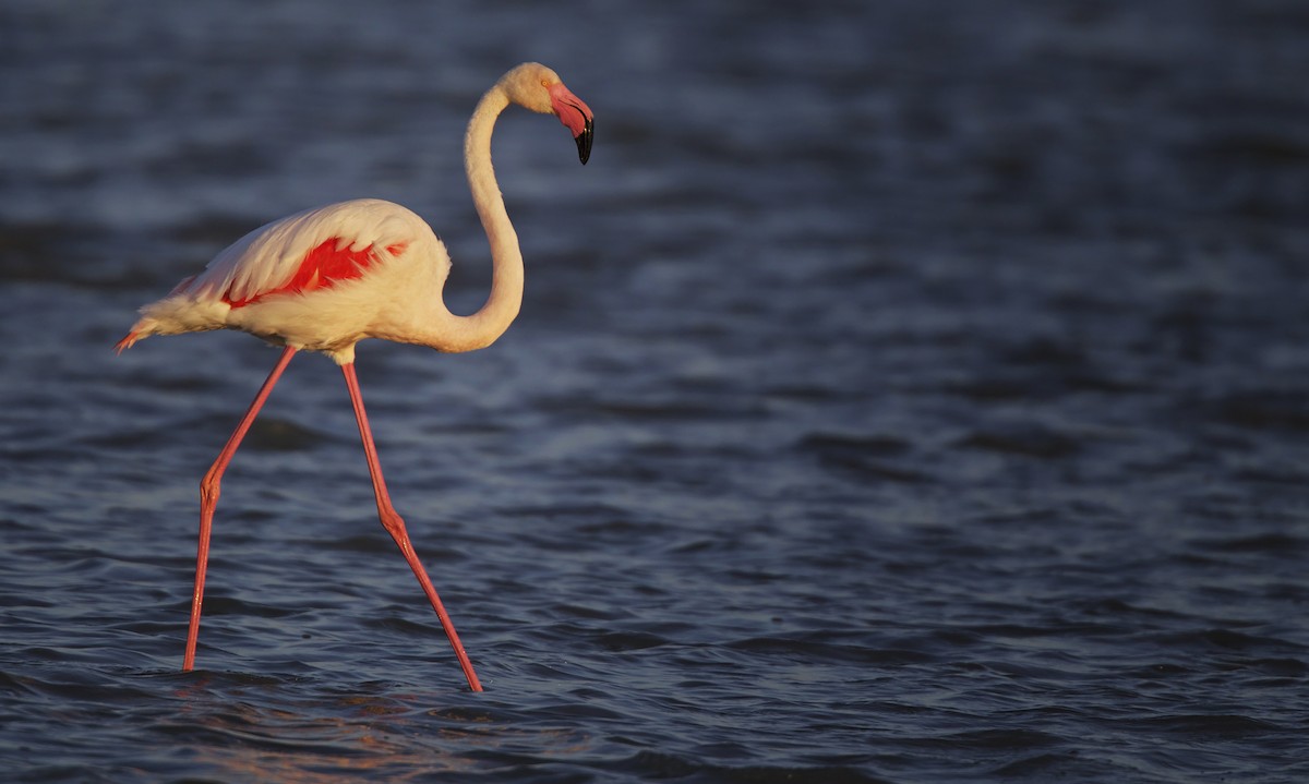 Greater Flamingo - ML23441441