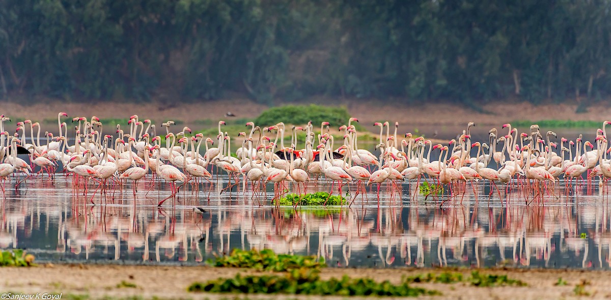 Greater Flamingo - ML234416971