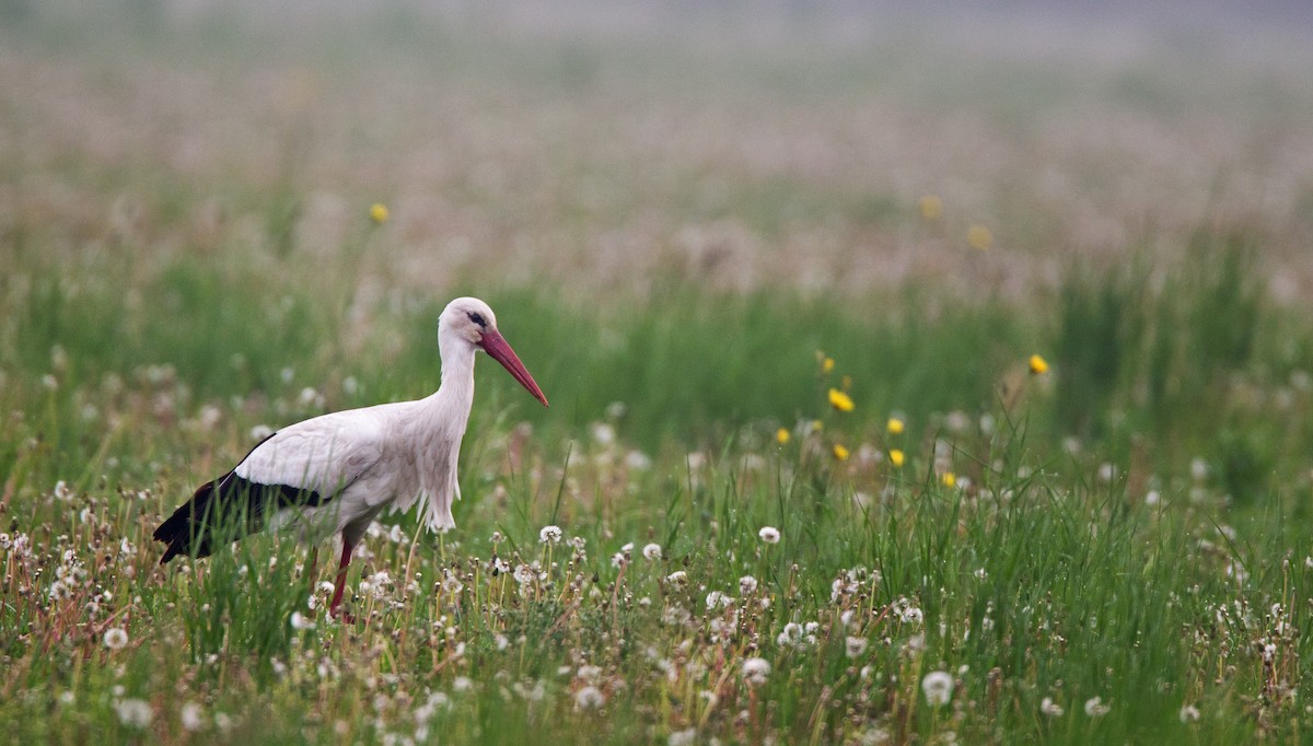 White Stork - Ian Davies