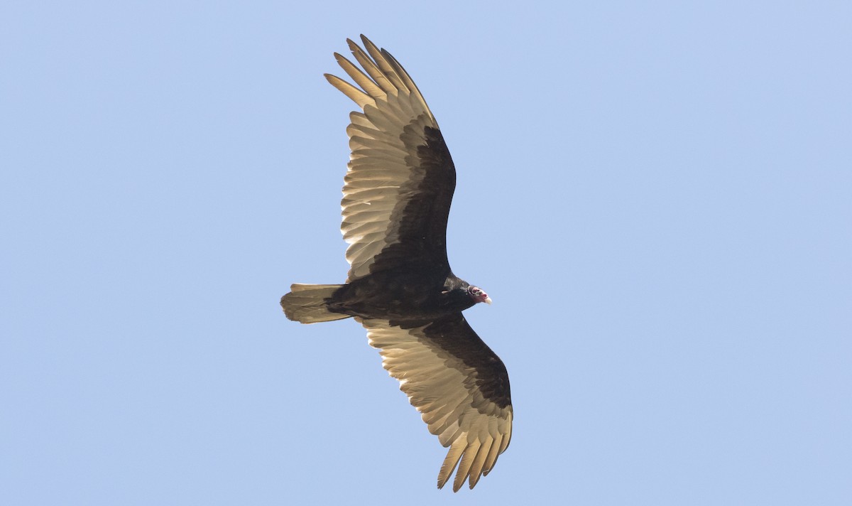 Turkey Vulture - ML234421821
