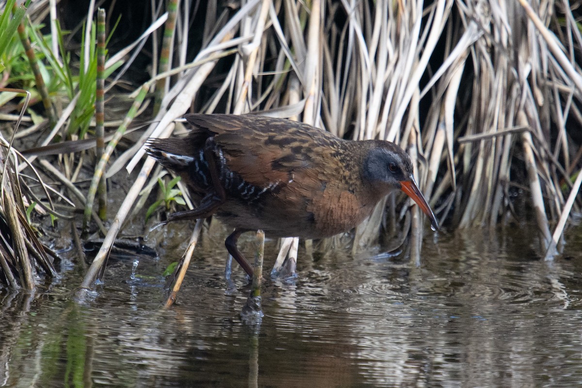 Vermont eBird Checklist - 13 May 2020 - Greenberg Headwaters Park - 33 ...