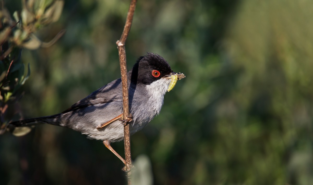 Sardinian Warbler - Ian Davies