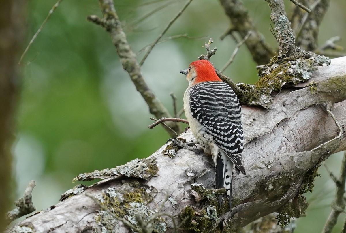 Red-bellied Woodpecker - Sunil Thirkannad