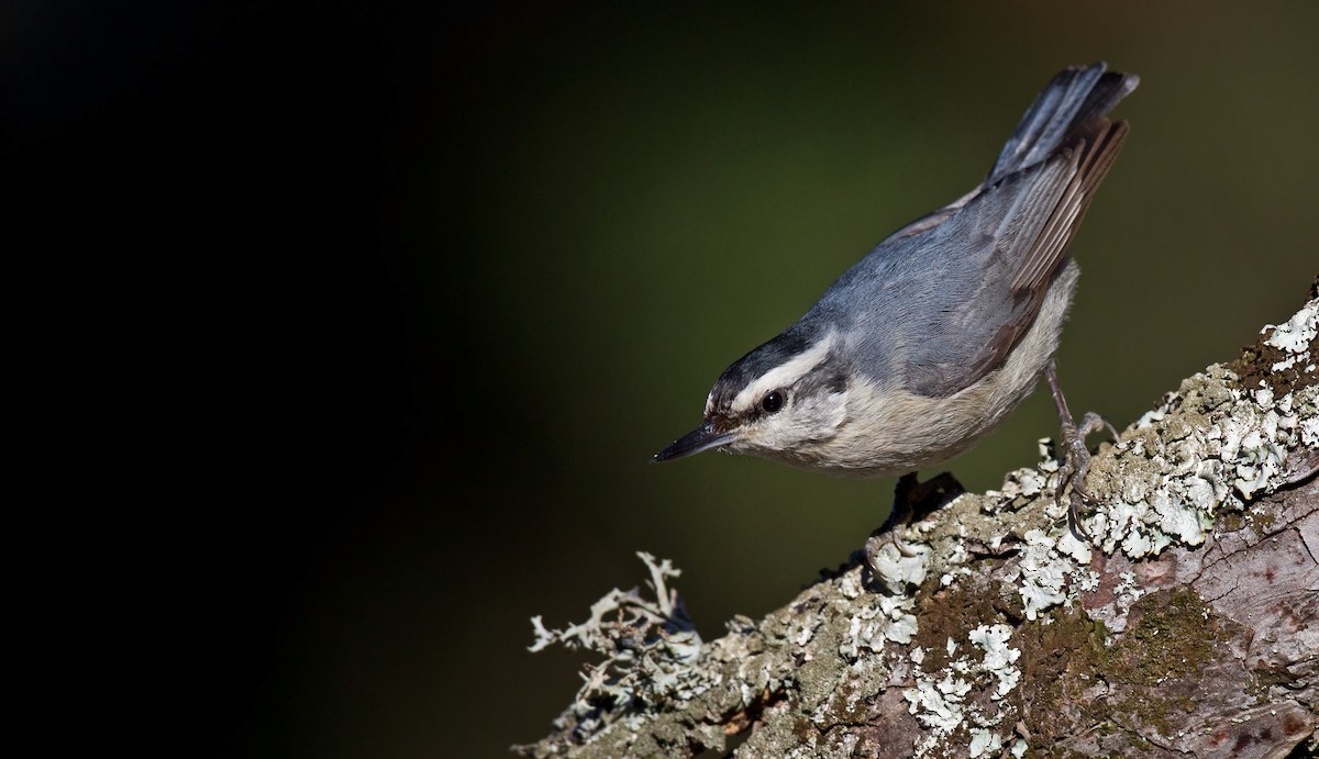 Corsican Nuthatch - ML23442801