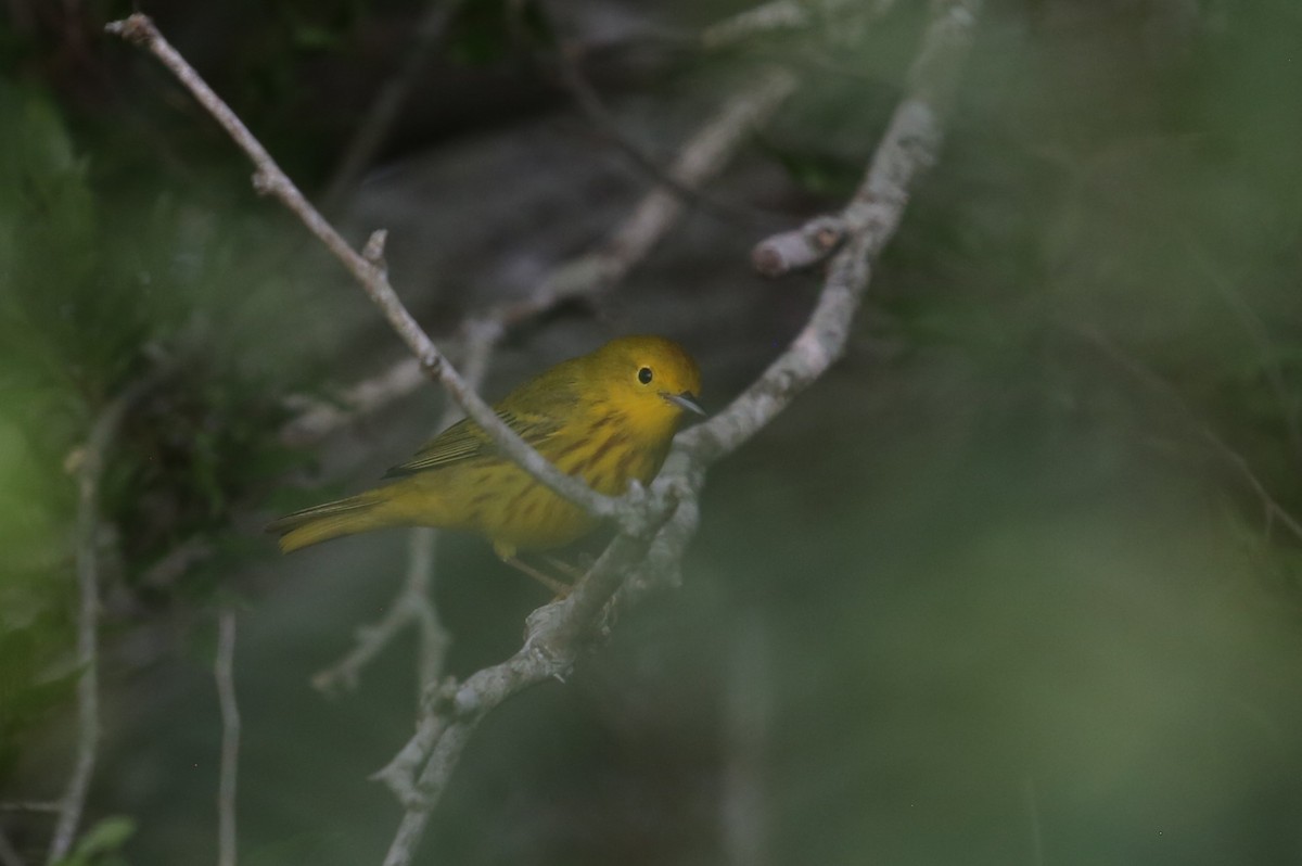 Yellow Warbler - Andrew Orgill
