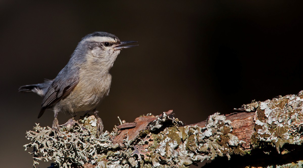 Corsican Nuthatch - ML23442811